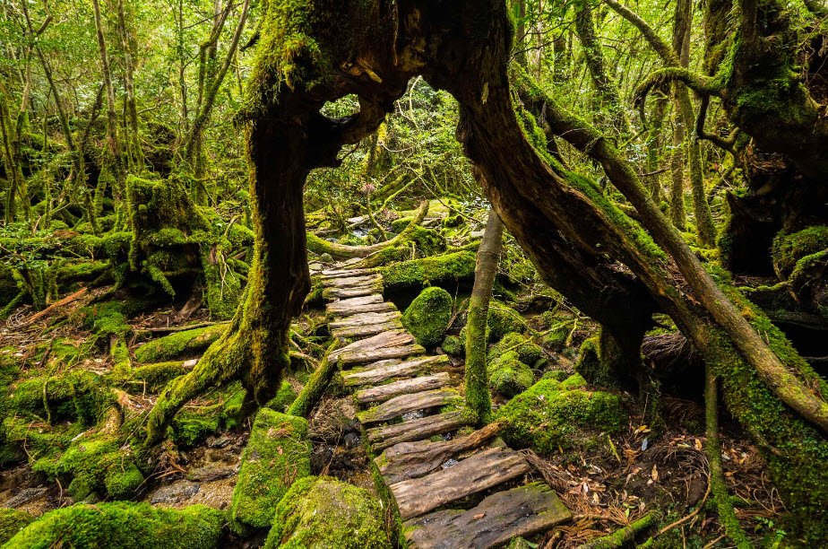 Yakushima